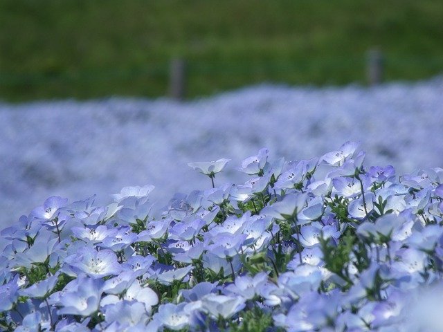 ネモフィラ 公園 茨城県 青 花 植物